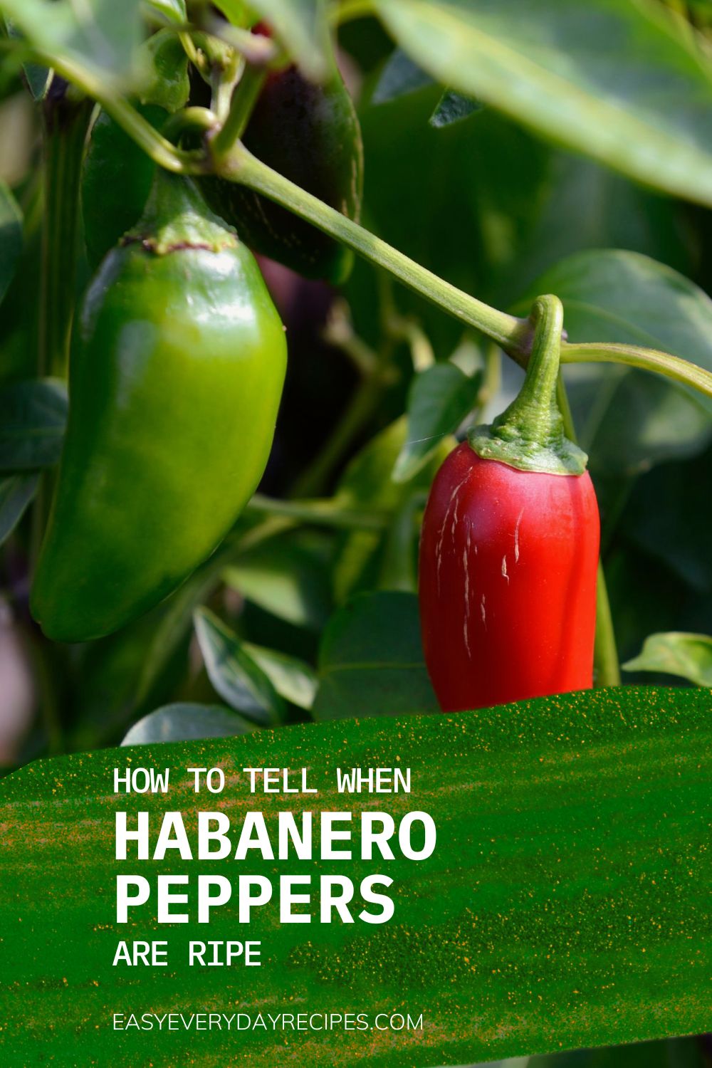 How to Tell When Habanero Peppers Are Ripe 13 How to Tell When Habanero Peppers Are Ripe pin 2