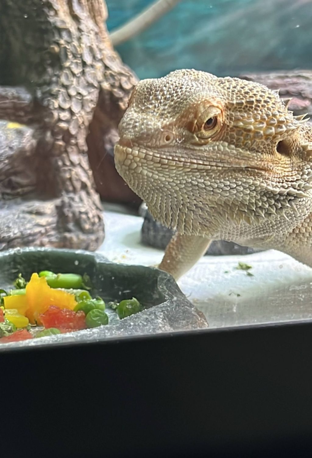 A bearded dragon eating a bowl of food.