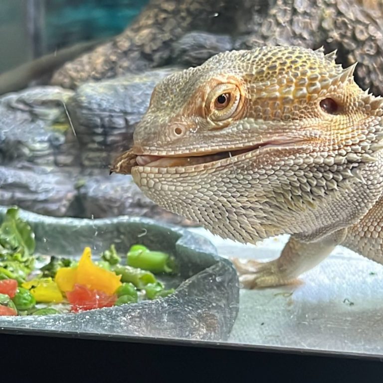 Benefits of Pumpkin for Your Bearded Dragon
