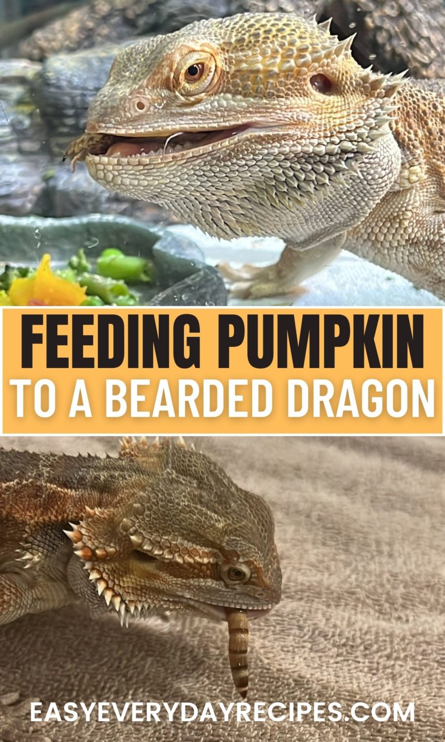 Feeding pumpkin to a bearded dragon.