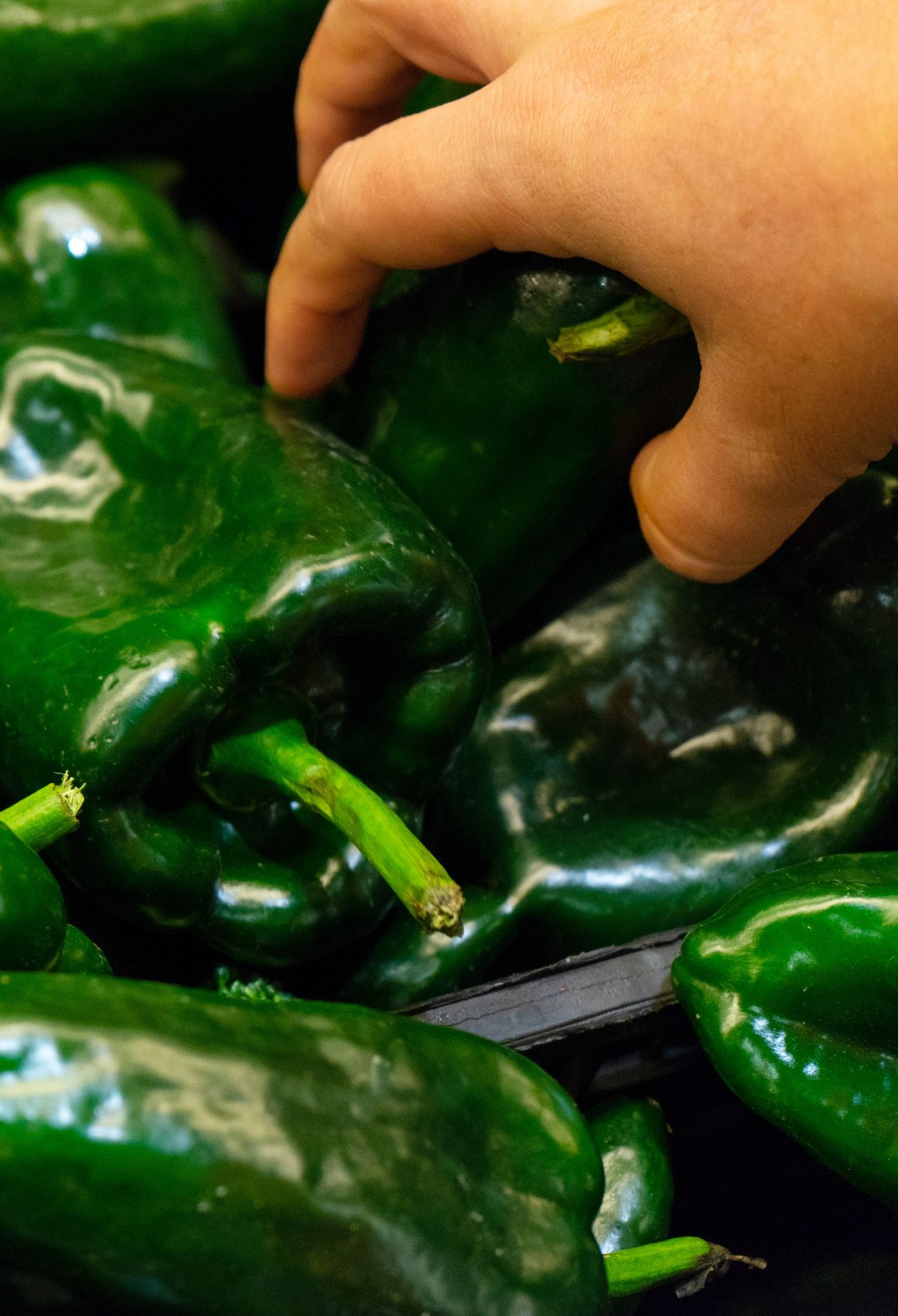 How To Store And Freeze Poblano Peppers Easy Everyday Recipes how-to-store-and-freeze-poblano-peppers-easy-everyday-recipes