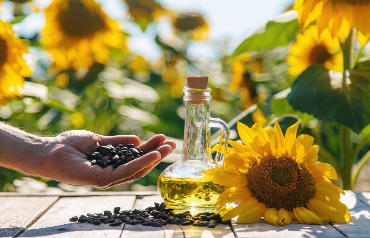 8 Common Cooking Oils You Should Never Use 4 Sunflower oil in a bottle on the field. Selective focus. Nature.