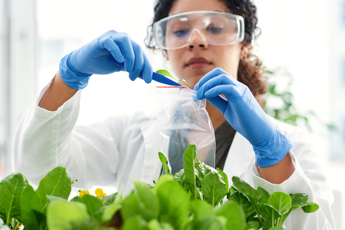 The 6 Health Hazards of Genetically Modified Foods 5 Science, plant sample and woman in lab for research, biology and ecology study with bag. Pharmaceutical, agriculture and person with leaf for sustainable, organic and natural medicine development
