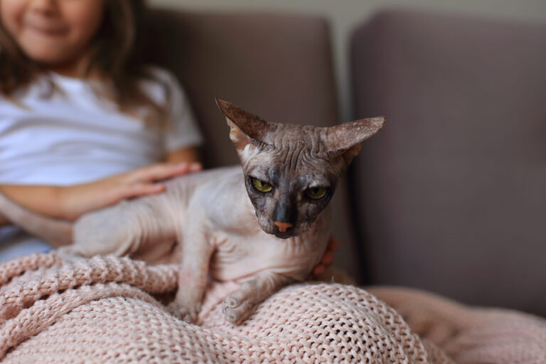 13 Bizarre Cat Breeds You Probably Wouldn’t Want in Your Home