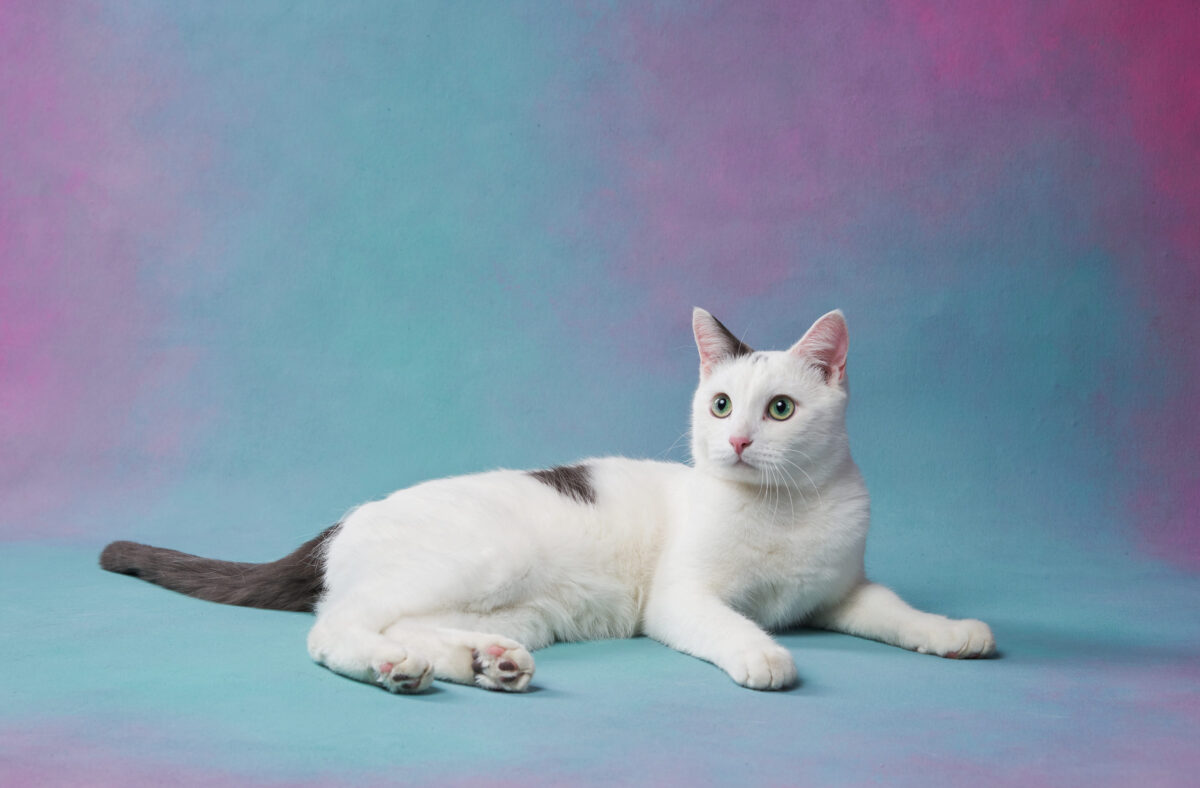 13 Bizarre Cat Breeds You Probably Wouldn’t Want in Your Home 2 261802827 m