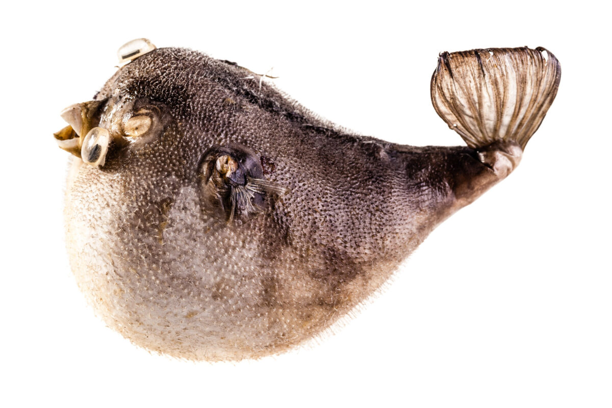 8 Shocking Foods Banned in the United States 1 a stuffed puffer fish isolated over a white