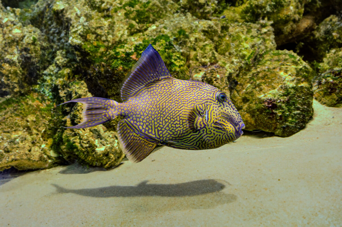 10 Underrated Fish You Should Try Before Buying Another Salmon Fillet 3 Pseudobalistes fuscus blue triggerfish, rippled triggerfish, yellow-spotted triggerfish and blue-and-gold triggerfish is a fish belonging to the family Balistidae