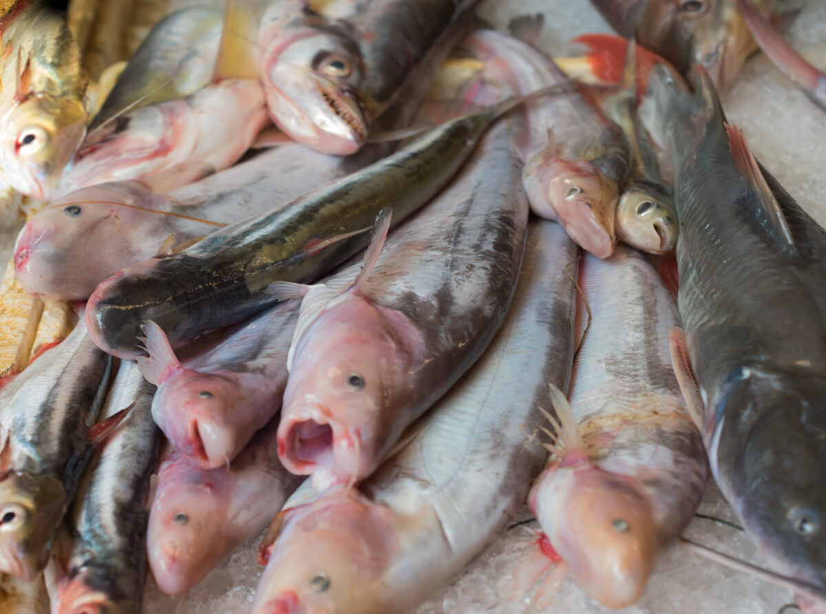 10 Underrated Fish You Should Try Before Buying Another Salmon Fillet 2 Freshwater fish market in thailand
