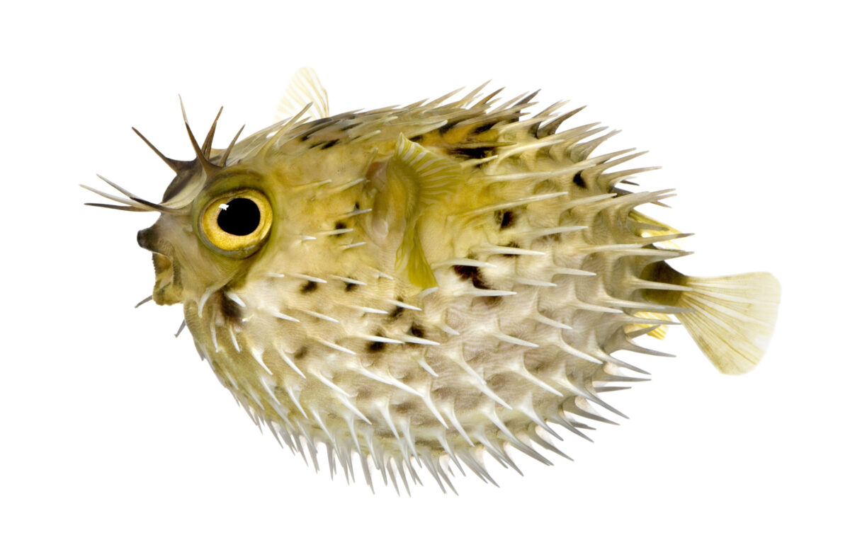 22 Deadly Foods You Never Knew Could Kill You 1 Fugu