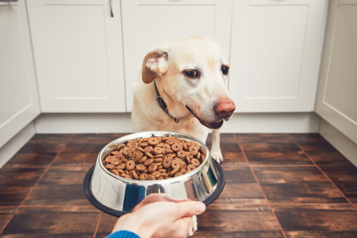 Domestic life with pet. Feeding hungry labrador retriever. The owner gives his dog a bowl of granules.