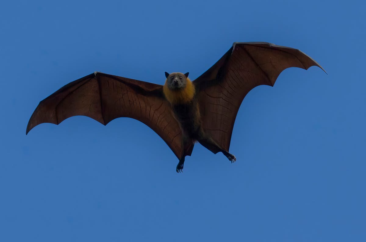 10 Heavy Metal Scandals That Shaped the Genre 1 A bat in flight silhouetted against a clear blue sky, showcasing its expansive wingspan.