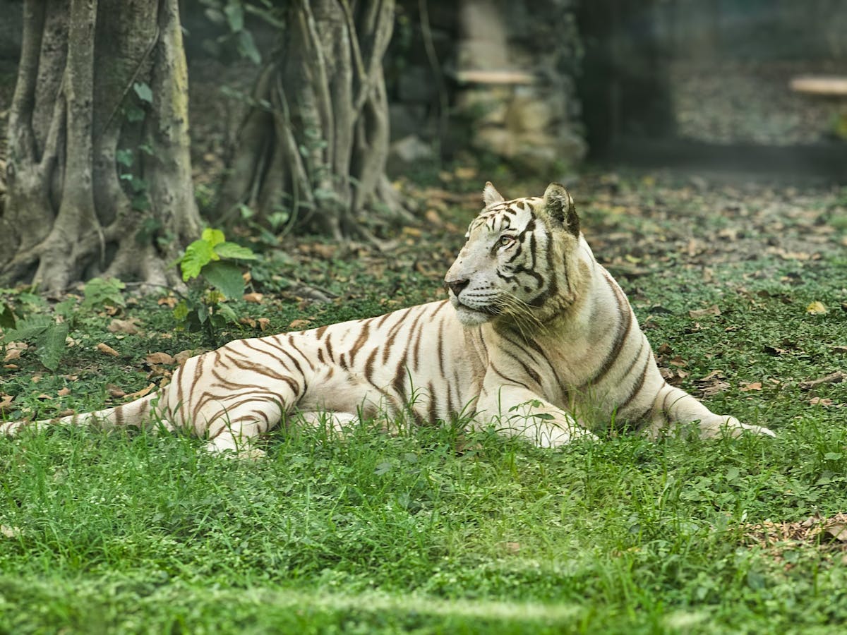 10 Strange Reasons People Have Borrowed Money 1 A beautiful white tiger lying on the green grass surrounded by trees in a serene forest setting.