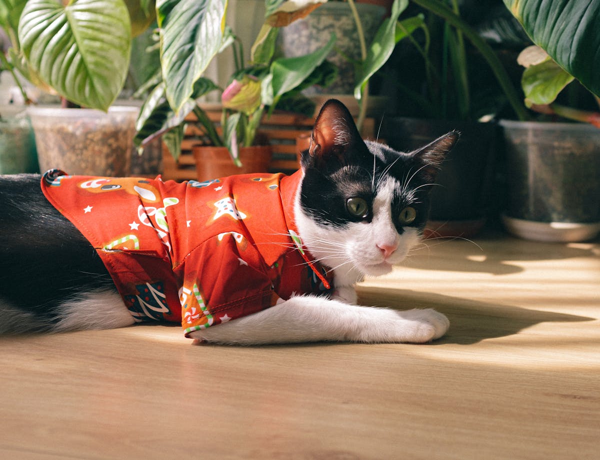 10 Annoying Pet Owner Habits 4 A black and white tuxedo cat wearing a vibrant red shirt, surrounded by houseplants, lying on the floor indoors.