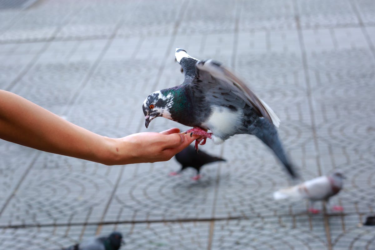 11 Strange Laws From Around the Globe That Will Make You Raise an Eyebrow 3 A close-up of a pigeon landing on a human hand for feeding in an urban setting.