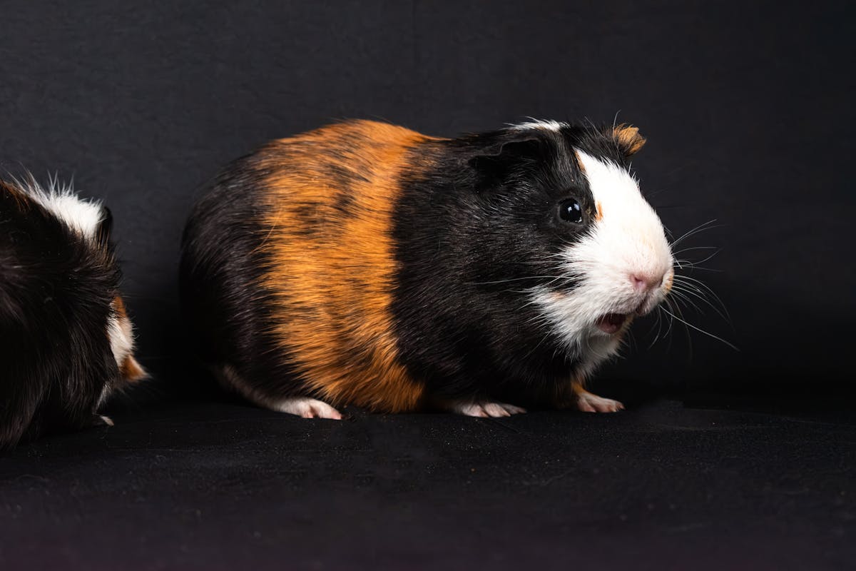 10 Low-Cost Pets That Won’t Break the Bank 2 A cute tri-color guinea pig photographed on a black background in a studio setting.