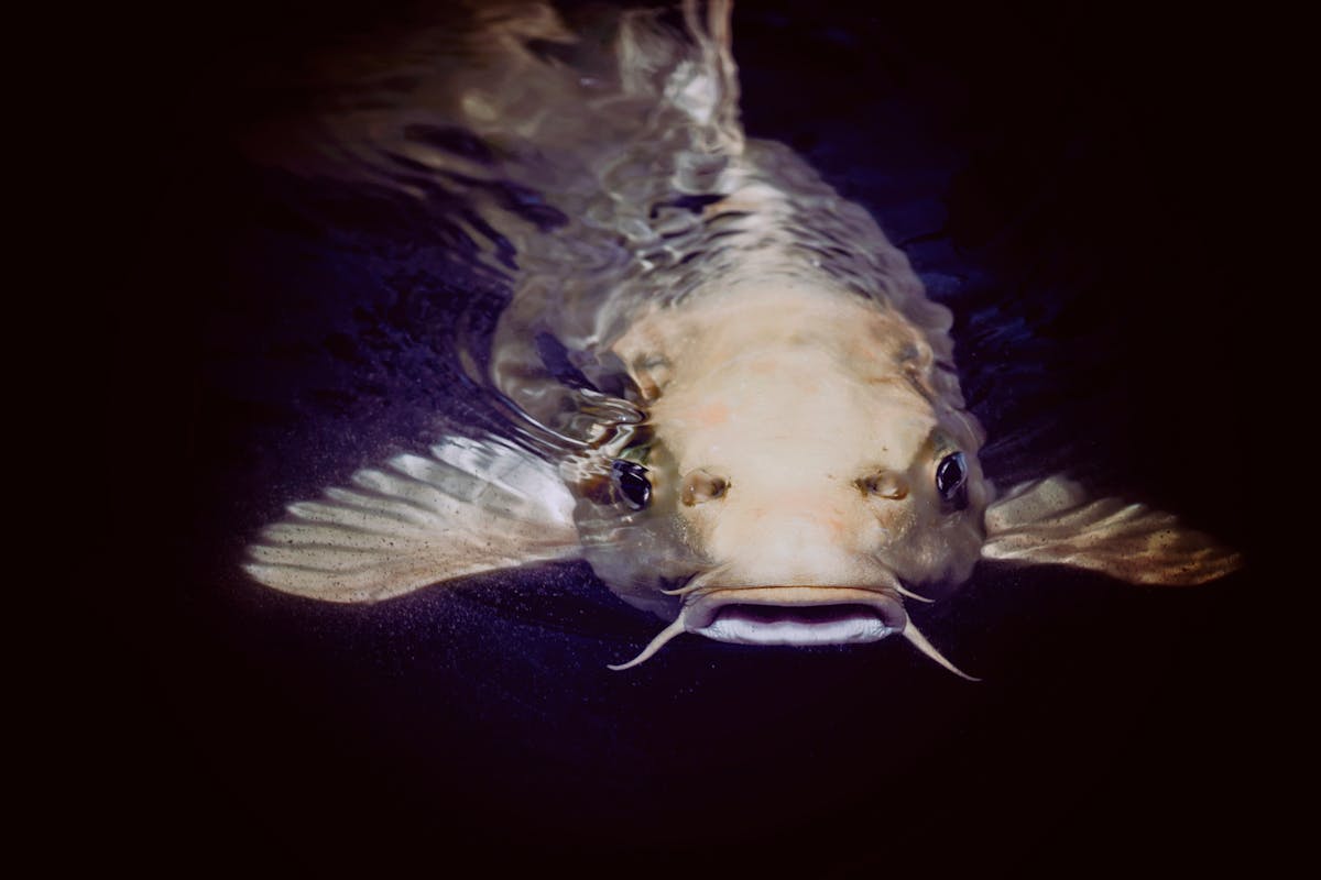 10 Bizarre Things People Blamed for Natural Disasters 1 A detailed close-up of a catfish swimming gracefully beneath the water surface in Albuquerque.