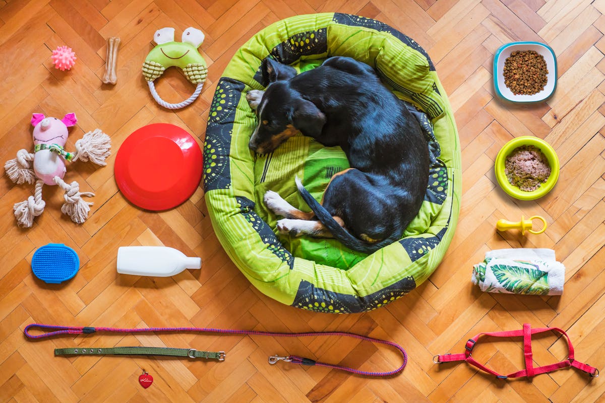10 Parenting Habits That Drain Your Budget 4 A dog relaxing in a bed surrounded by various pet accessories on a wooden floor.