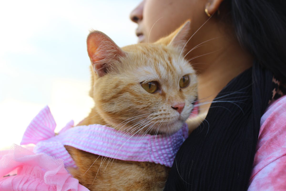 9 Strange house rules people say they’ve had to follow as guests 4 A ginger cat wearing a pink outfit cradled by a woman, outdoors.