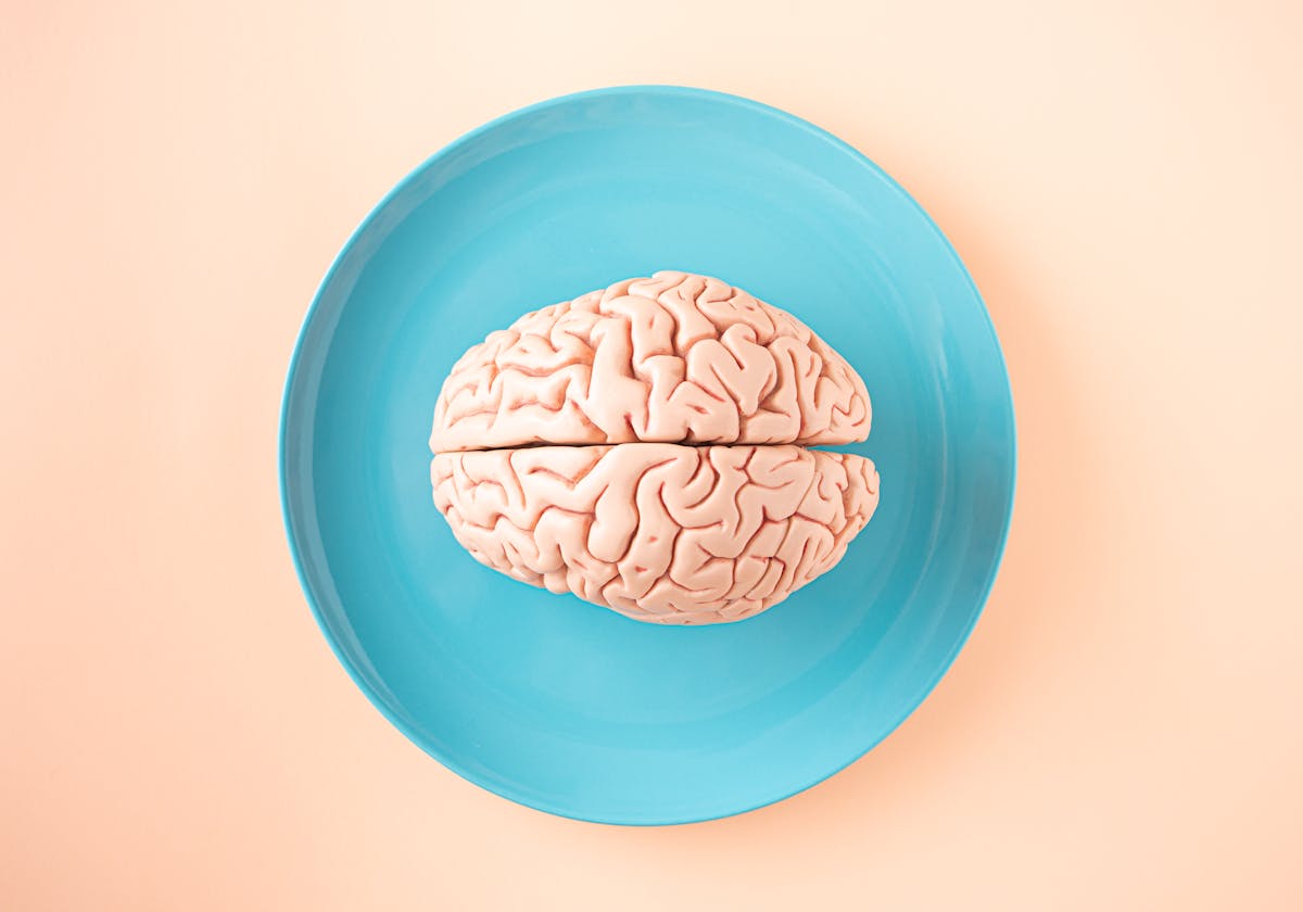 8 of the Most Unusual Things Ever Stolen 1 A human brain model placed on a blue plate, viewed from above against a pastel background.