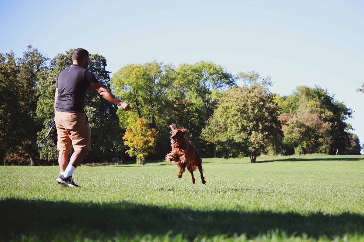 10 Annoying Pet Owner Habits 2 A man enjoys a sunny day playing fetch with his dog in a lush, green park.