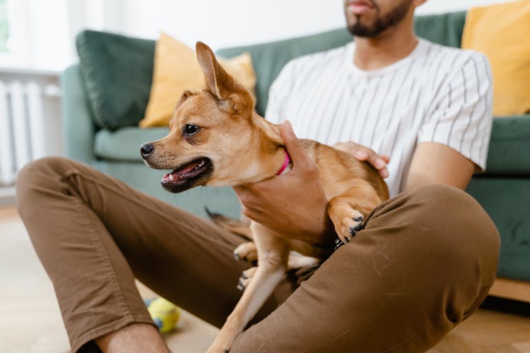 10 Annoying Pet Owner Habits