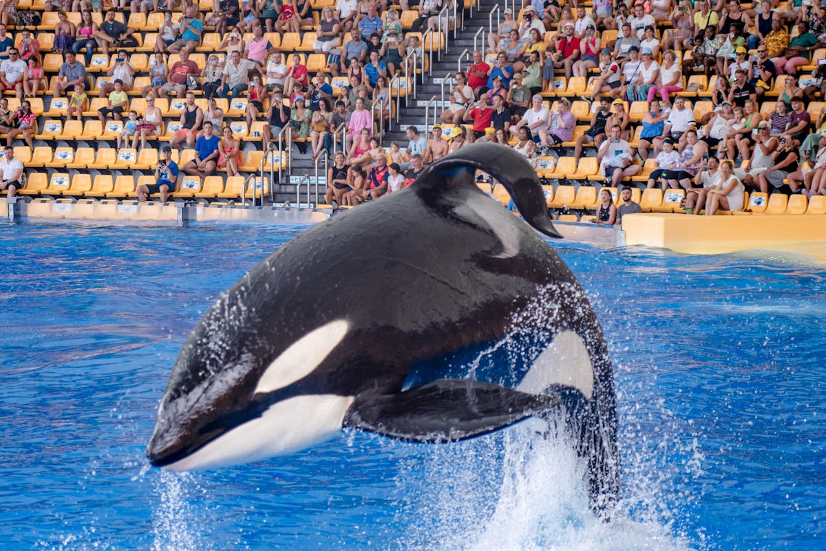10 Bizarre Schemes Corporations Have Tried To Get Away With 4 A powerful killer whale performs a jump during a marine park show with a large audience watching.