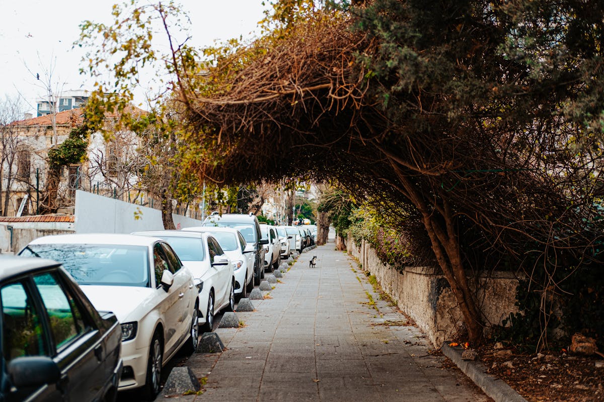 10 People Who Should Not Buy a Truck 4 A quiet urban street with parked cars and an overhanging leafy archway on a cloudy day.