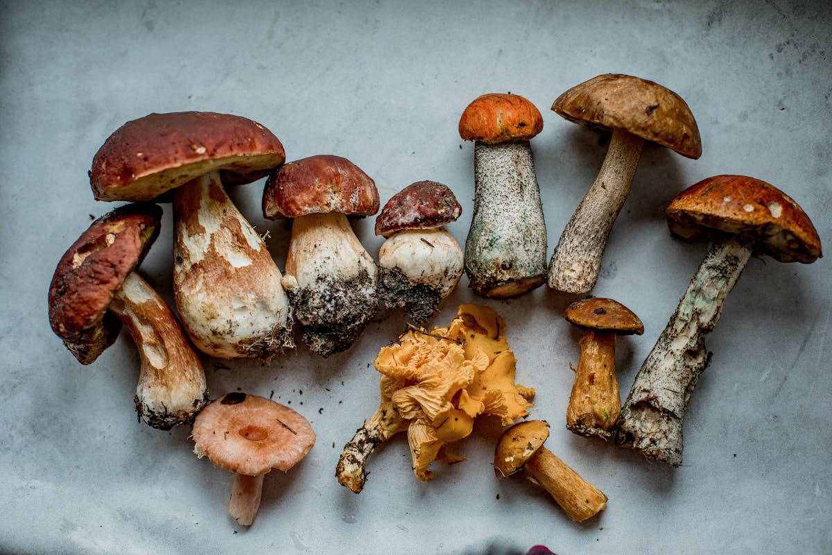 10 Everyday Foods That Could Be Toxic or Even Deadly 3 A top view of assorted wild mushrooms displayed on parchment paper.