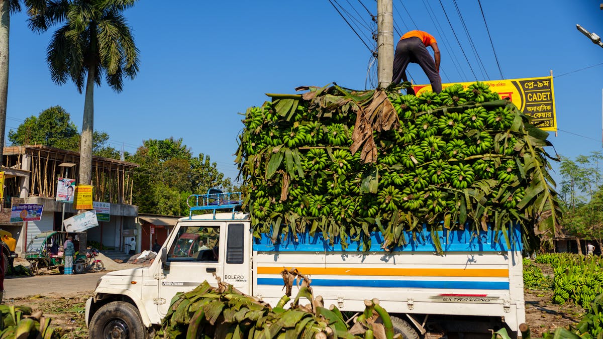 9 Shocking Dark Stories About Bananas 6 A truck loaded with bananas under blue skies in Madhupur, Bangladesh.