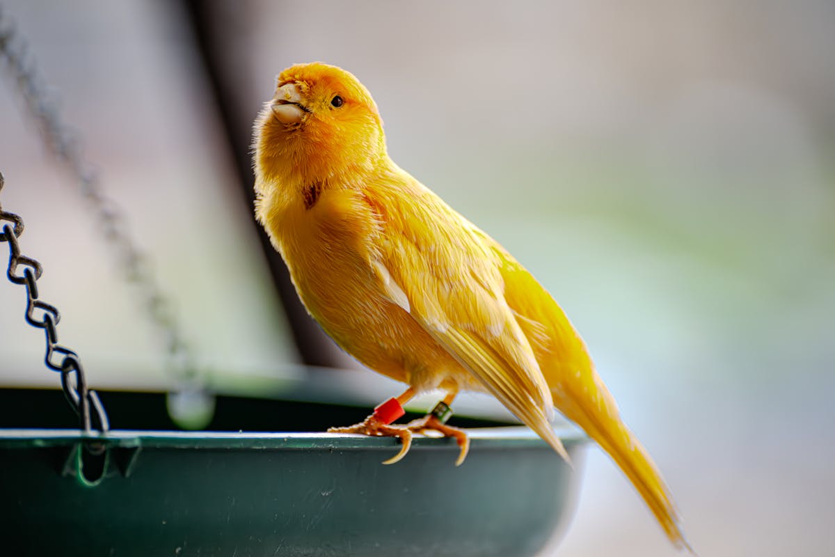 10 Low-Cost Pets That Won’t Break the Bank 1 A vivid yellow canary perched on a green feeder, showcasing its vibrant feathers.