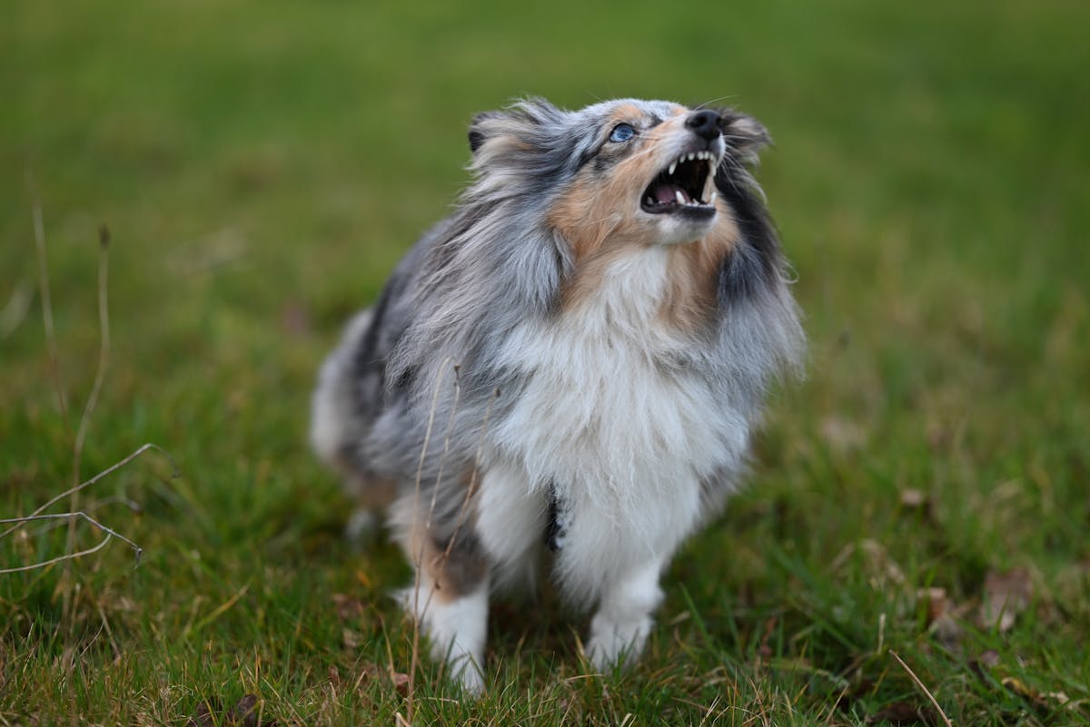 10 Annoying Pet Owner Habits 3 A vocal Shetland Sheepdog expressing itself energetically on a grassy field.