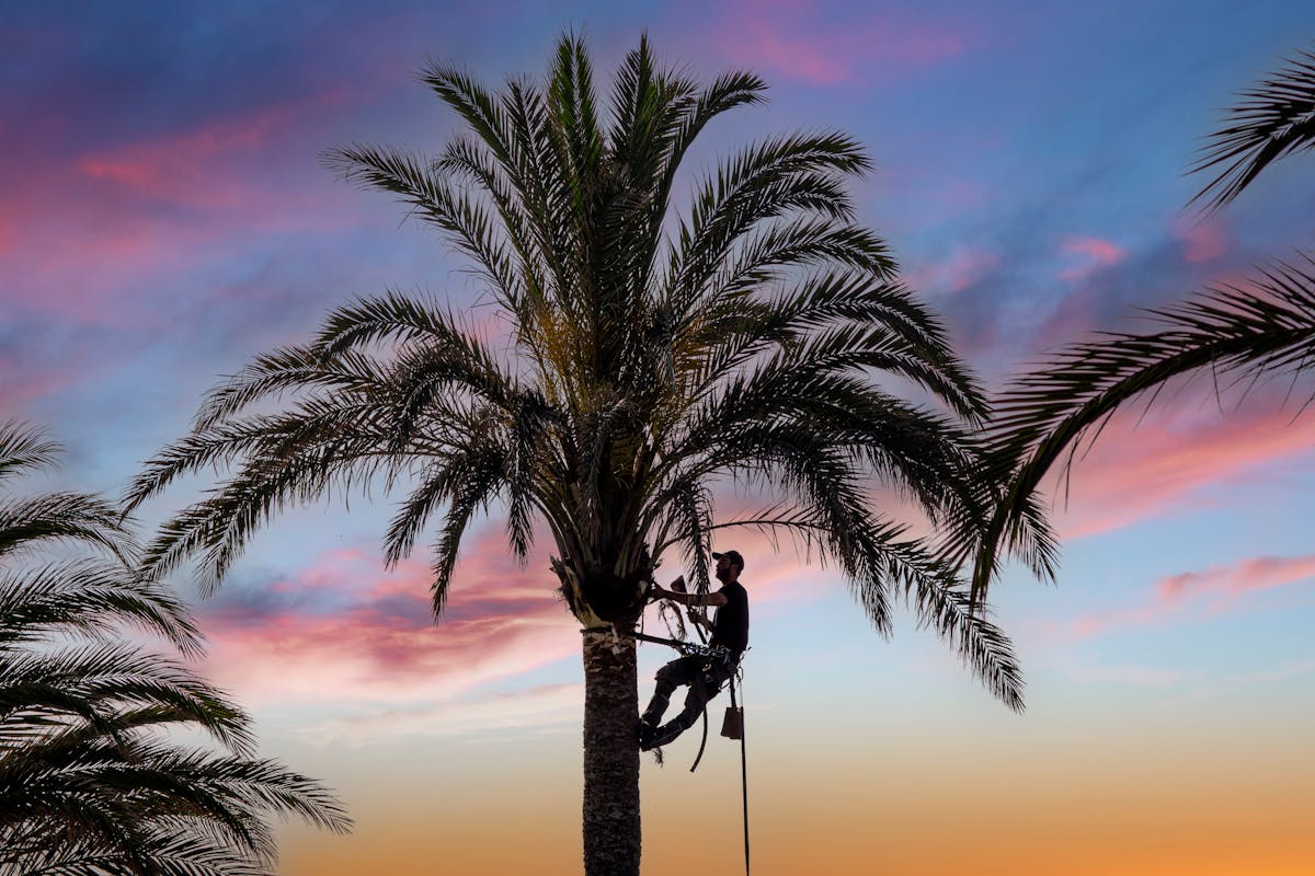 10 Bizarre and Unbelievable Competitions From Around the World 3 Arborist skillfully climbs a palm tree during a vibrant sunset in Guardamar del Segura, Spain.