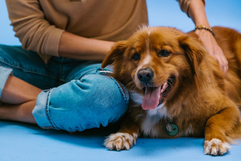 Stop Feeding Your Dog These 12 Dangerous Foods