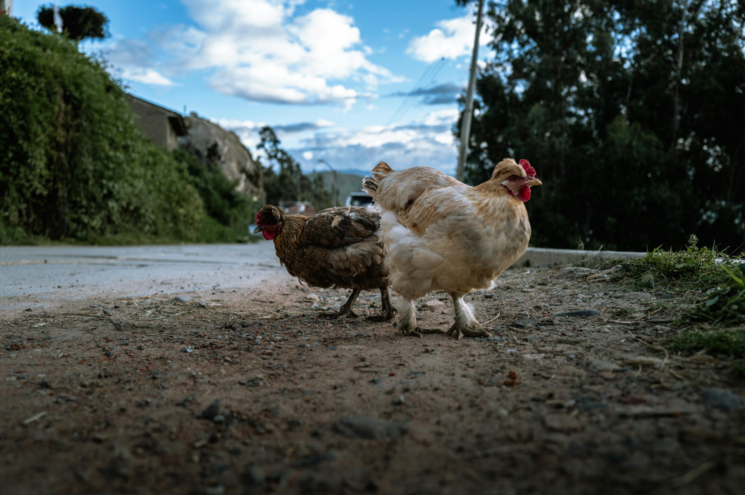 11 Strange Laws From Around the Globe That Will Make You Raise an Eyebrow 4 Chickens roam freely on a rural road in Huaraz, Peru, surrounded by lush greenery and a blue sky.