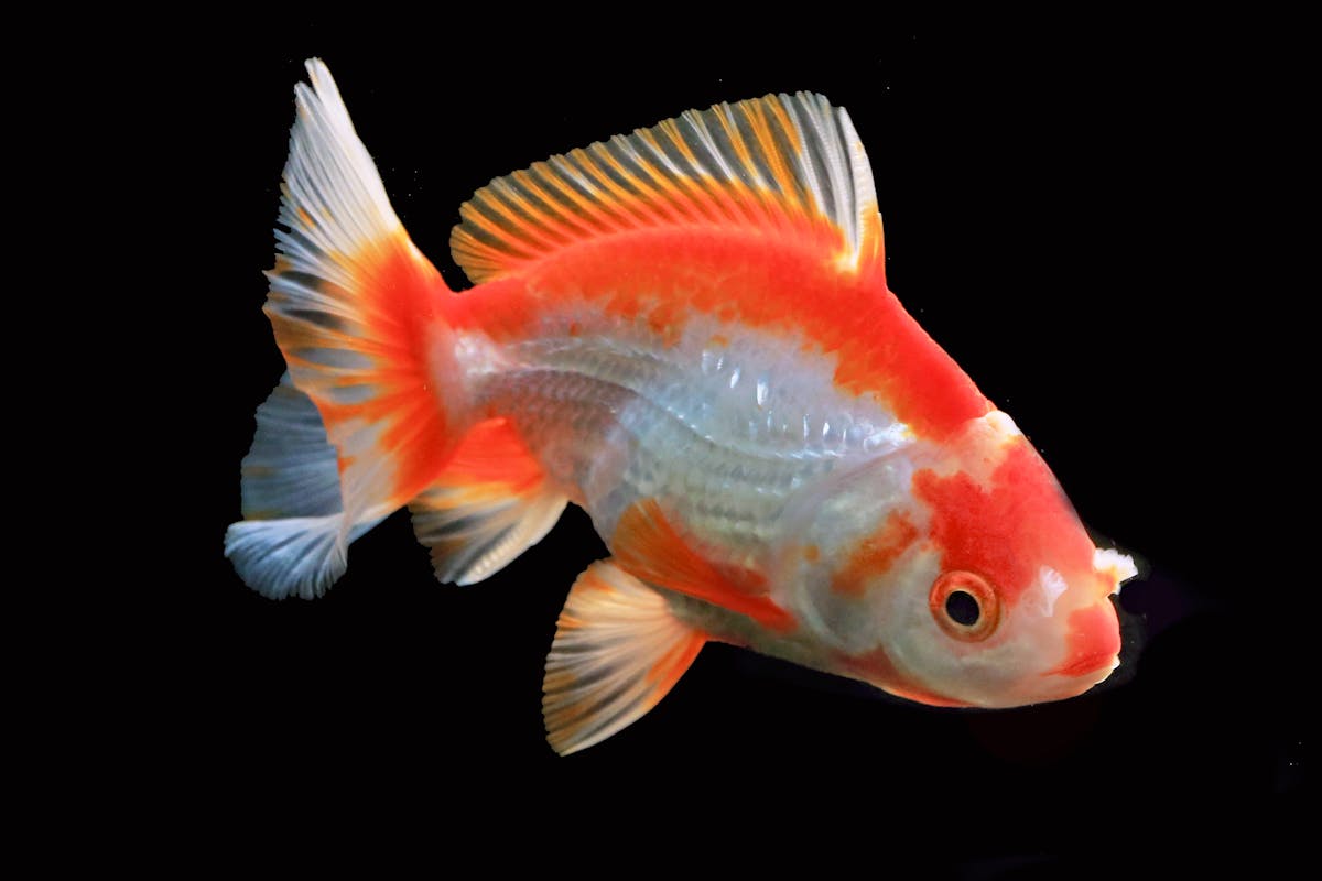 10 Low-Cost Pets That Won’t Break the Bank 3 Close-up of a colorful goldfish against a black background, showcasing its vibrant scales and fins.