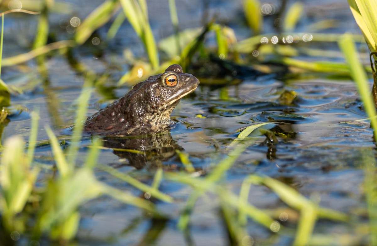 10 Bizarre Explosions That Will Leave You Speechless 1 Close-up of a common toad in a wetland in the Plzeň region, Czechia.