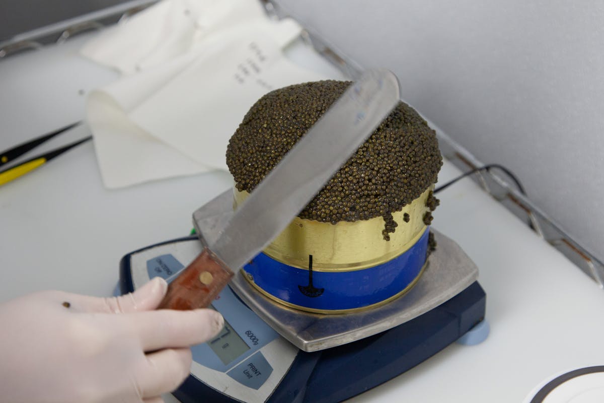 10 Things That Can Now Be Grown in Labs 4 Close-up of caviar being weighed on a digital scale, handled with care.