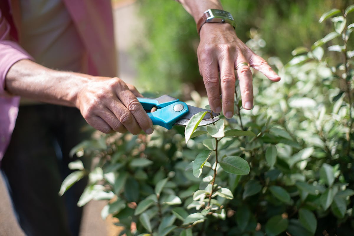 10 Gardening Mistakes That Are Secretly Destroying Your Plants and Costing You Hundreds 4 Close-up of hands pruning plants with shears in a sunny garden, showcasing gardening care.