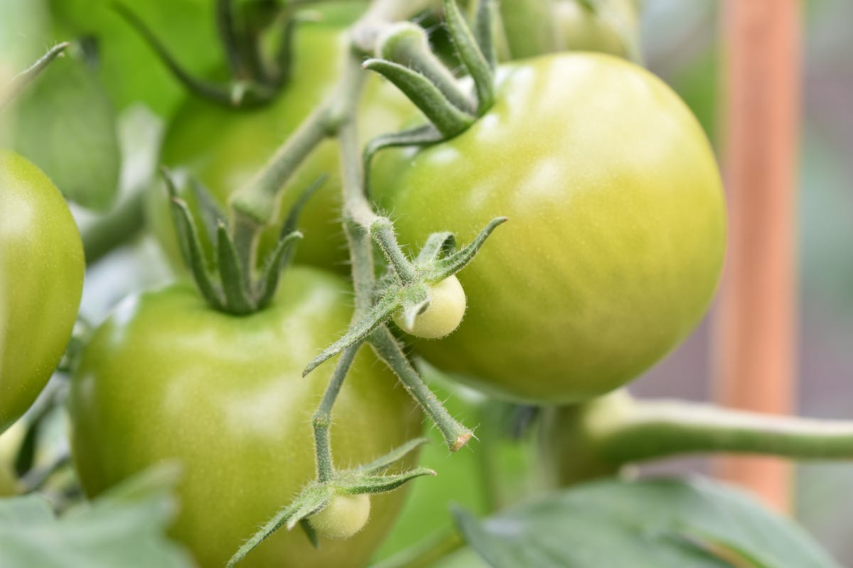 10 Foods with Surprising Secrets You Didn't Know 5 Close-up of unripe green tomatoes on the vine, perfect for organic gardening stock photos.