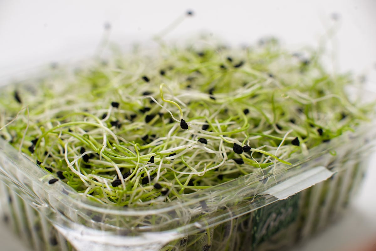 10 Everyday Foods That Could Be Toxic or Even Deadly 4 Crisp and nutritious alfalfa sprouts neatly packed for a healthy diet.