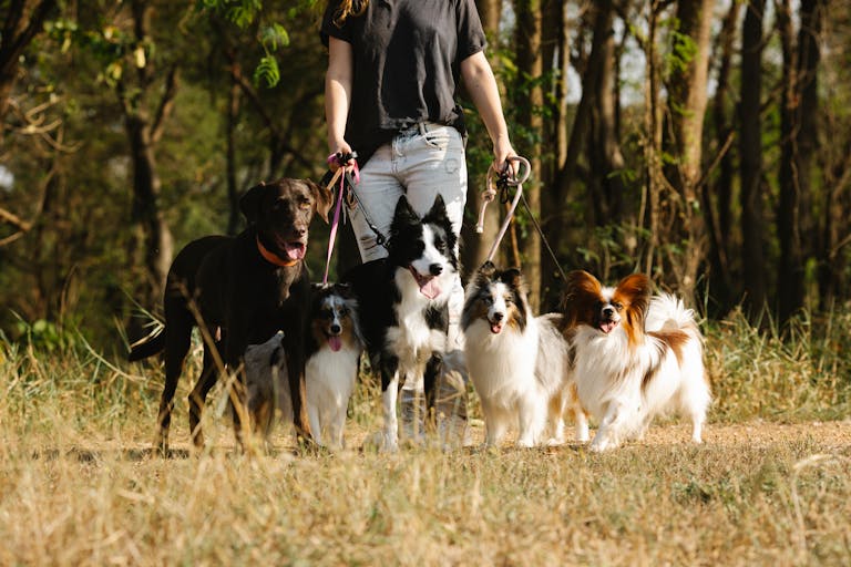 10 Human Foods That Can Poison Dogs  Or Send Them To The Emergency Vet