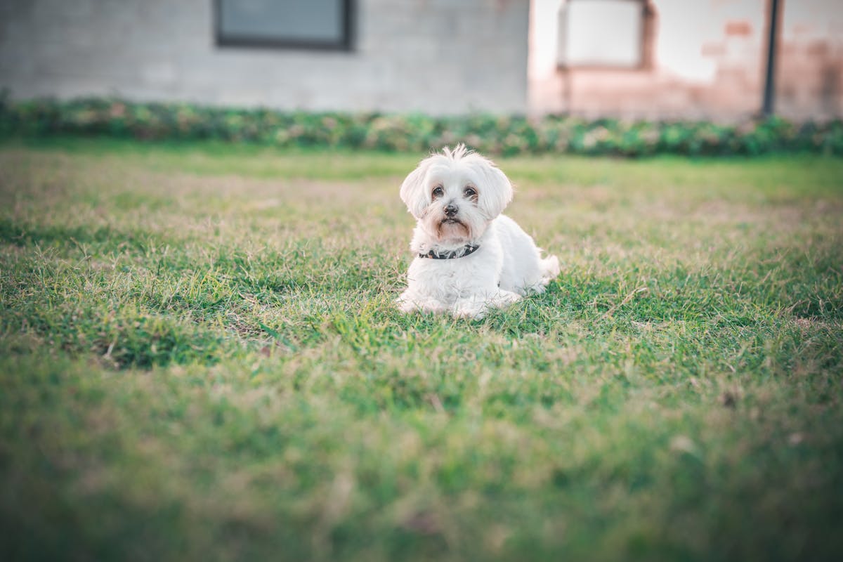 6 Weird Celebrity Wills and Final Wishes That Still Shock Us 2 Cute Maltese dog lying on grass outdoors in daylight, serene and calm.