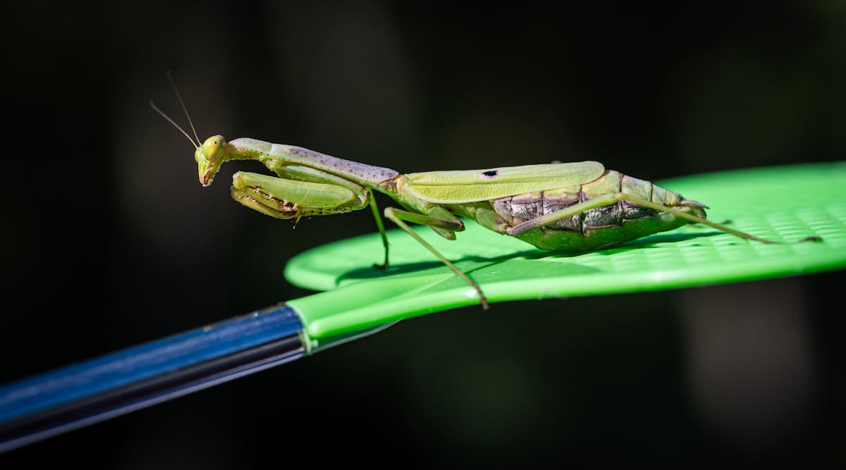 10 Low-Cost Pets That Won’t Break the Bank 4 Detailed image of a green praying mantis perched on a green object with a blurred background.