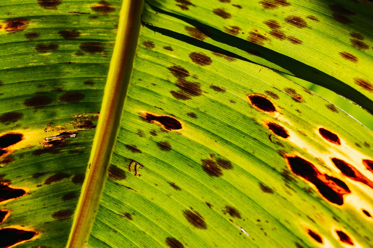 9 Shocking Dark Stories About Bananas 3 Detailed view of a leaf with distinct brown spots, highlighting nature's imperfections.