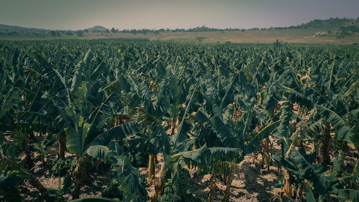 9 Shocking Dark Stories About Bananas 5 Expansive view of a vibrant banana plantation under clear skies in Abuja, Nigeria.