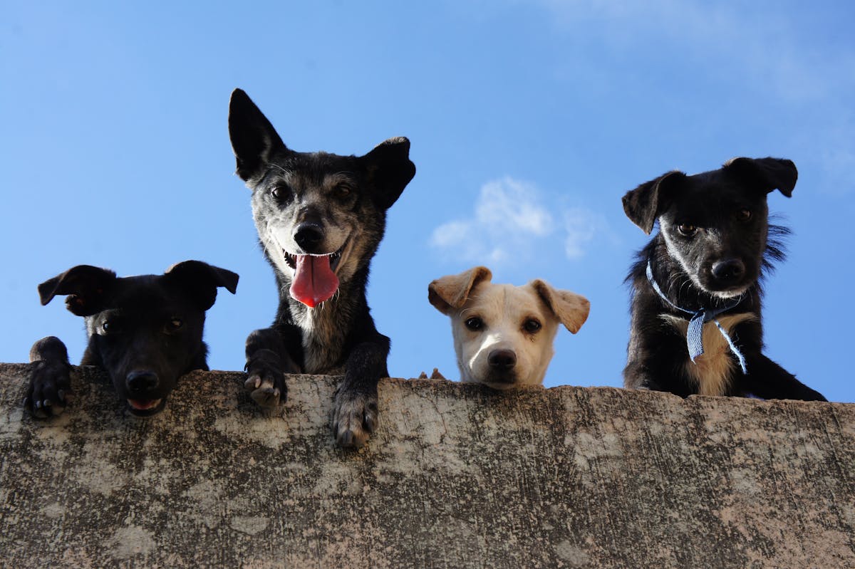 10 Weird Things Governments Actually Taxed 1 Four playful dogs peek over a wall against a clear blue sky in Mexico.