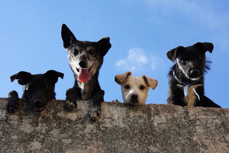 10 Worst Dog Breeds for Seniors Who Want a Calm, Low-Maintenance Companion