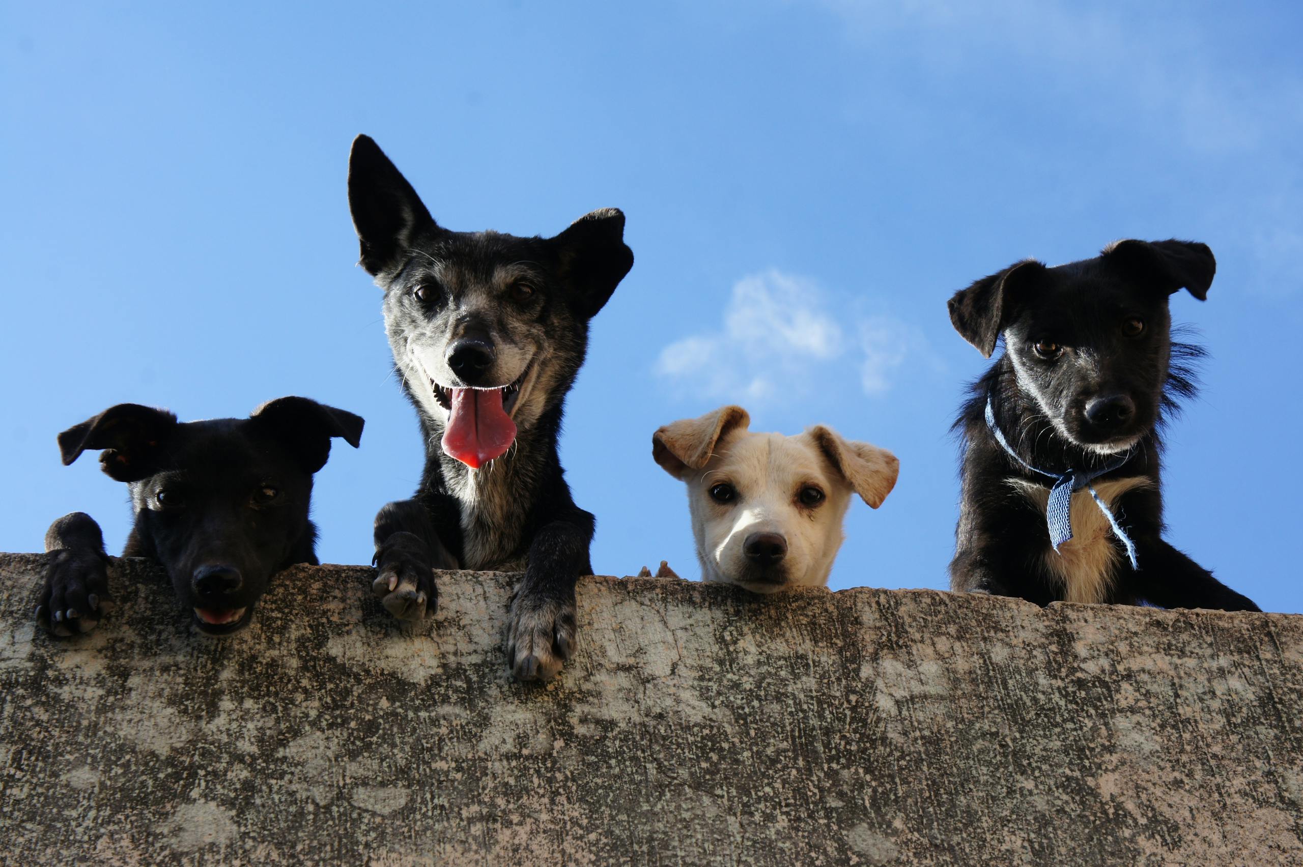 9 Adorable Animals That Can Turn Deadly Fast 3 Four playful dogs peek over a wall against a clear blue sky in Mexico.