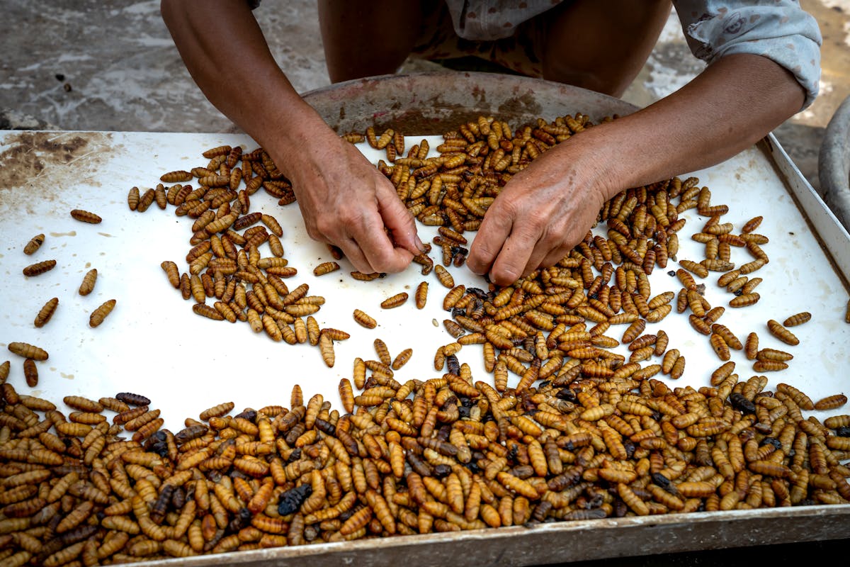 Unveiling the Strange Ingredients Hiding in Your Everyday Foods and Products 3 From above of crop anonymous female in casual clothes sitting and selecting silk moth pupae in metal tray