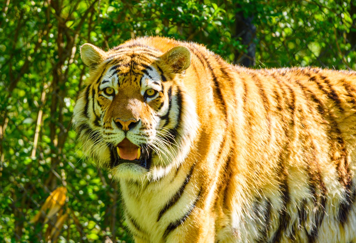 11 Strange Laws From Around the Globe That Will Make You Raise an Eyebrow 1 Stunning close-up of a Bengal tiger in a lush, green forest during the day.